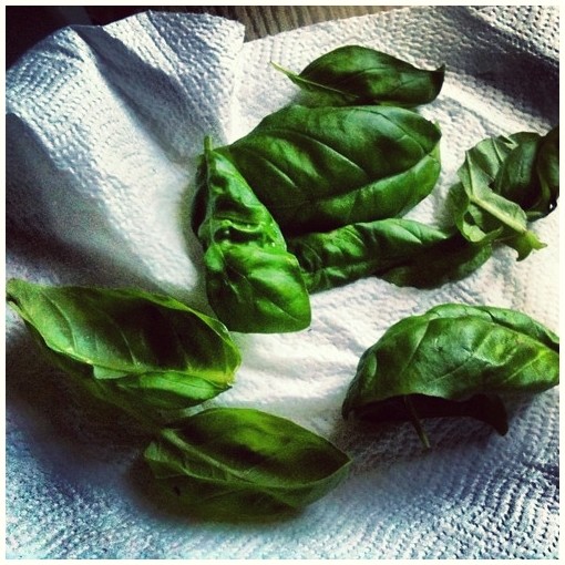 ΘΕΡΜΟΚΡΑΣΙΑ ΔΩΜΑΤΙΟΥ: Βασιλικός