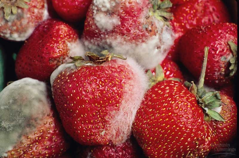 ΑΦΟΡΙΣΜΟΙ: Φράουλες Υγειονομικής Ταφής