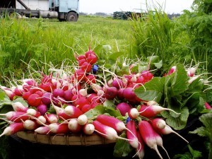 ΑΠΟΤΥΠΩΜΑΤΑ ΗΜΕΡΑΣ Αναζητώντας Αγχωμένα Ραπανάκια σε Δελτίο Στοιχήματος